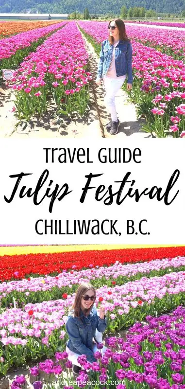 A travel guide to the Chilliwack Tulip Festival near Vancouver, B.C.