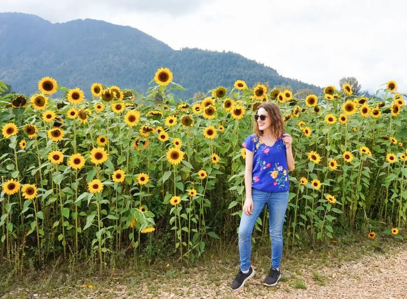 Visiting the Chilliwack Sunflower Festival Near Vancouver, Canada