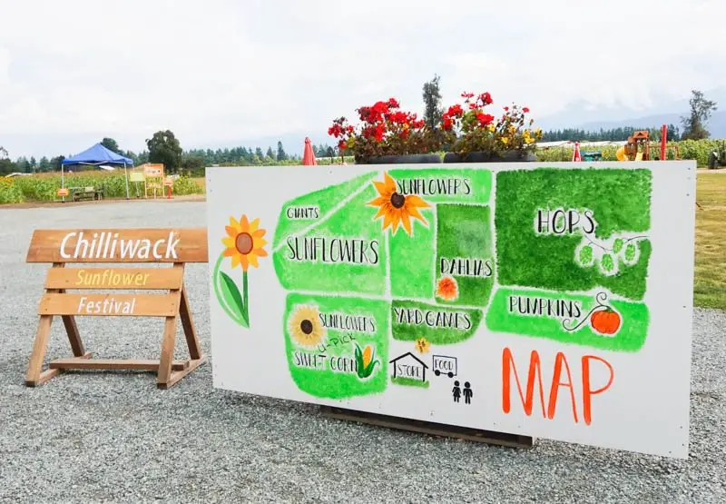 Visiting the Chilliwack Sunflower Festival Near Vancouver, Canada