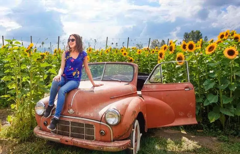 Visiting the Chilliwack Sunflower Festival Near Vancouver, British Columbia, Canada