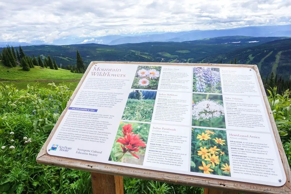 Sun Peaks, Kamloops wildflower hike