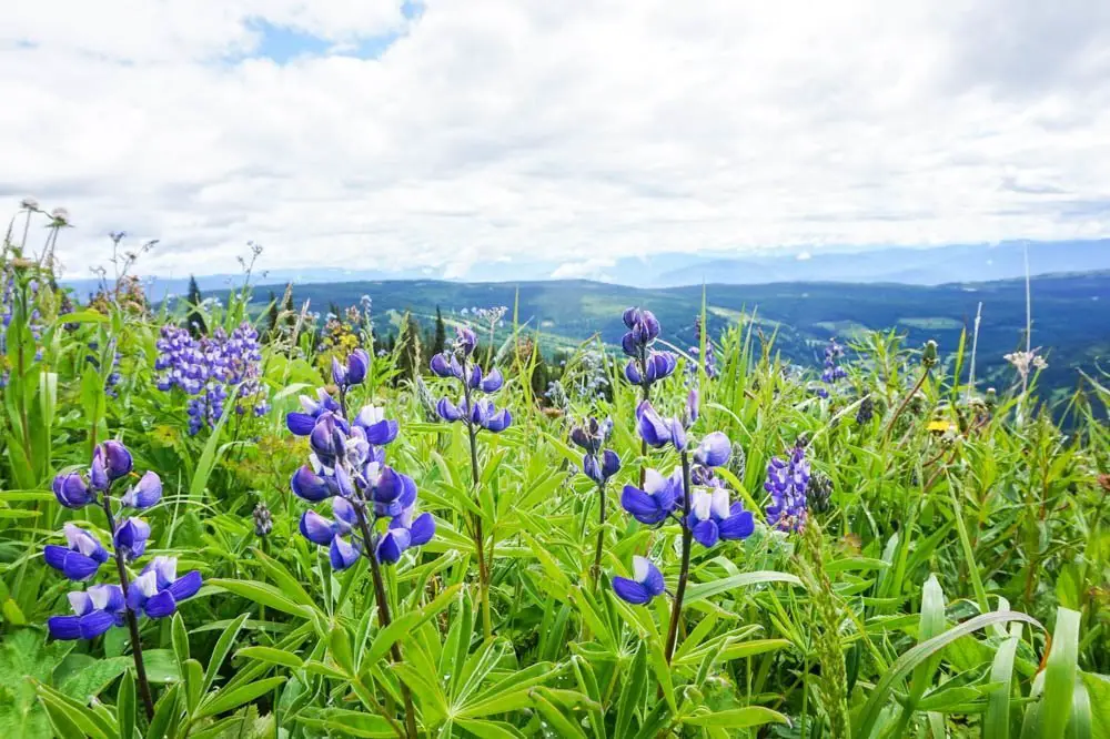 Sun Peaks, Kamloops wildflower hike