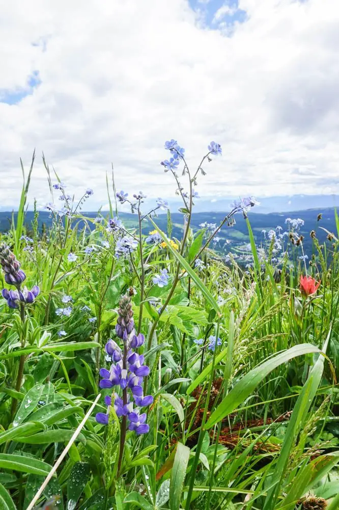 Sun Peaks, Kamloops wildflower hike