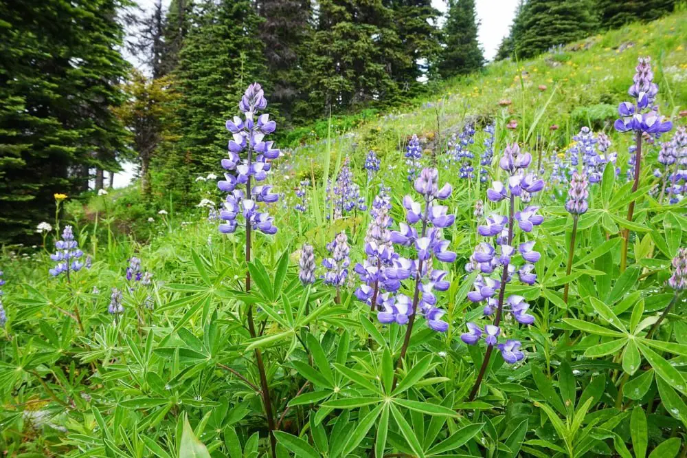 Sun Peaks, Kamloops wildflower hike