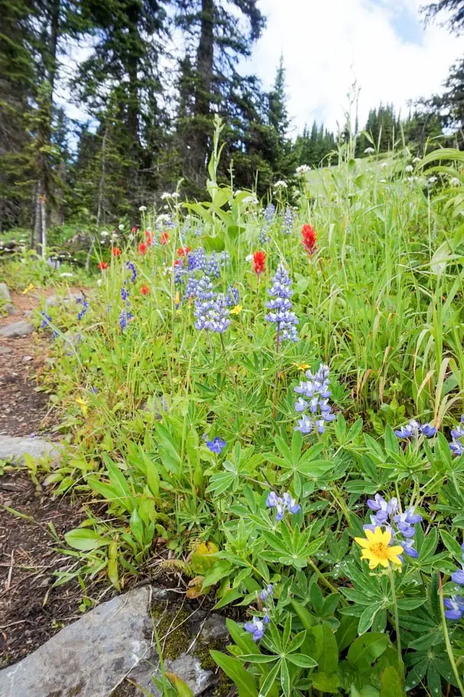 Sun Peaks, Kamloops wildflower hike