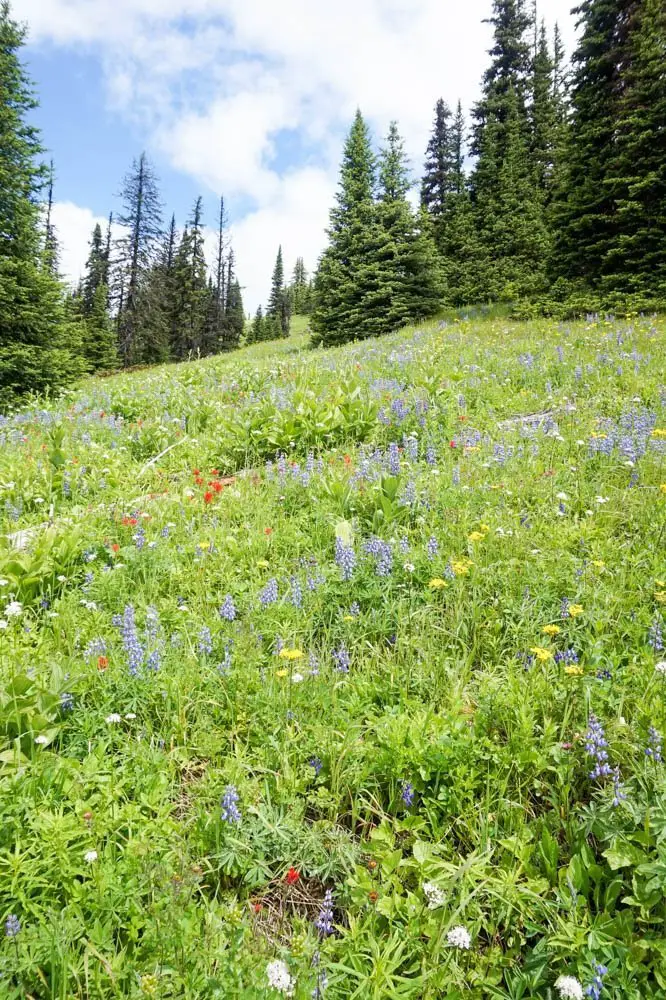 Sun Peaks, Kamloops wildflower hike