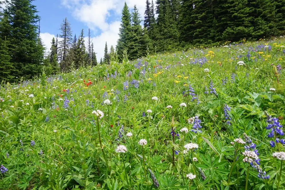 Sun Peaks, Kamloops wildflower hike