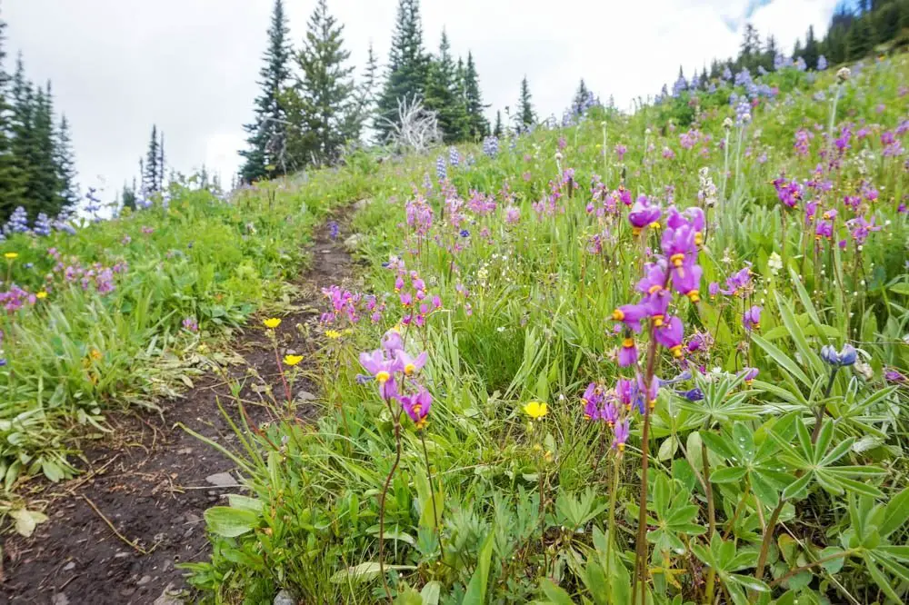 Sun Peaks, Kamloops wildflower hike