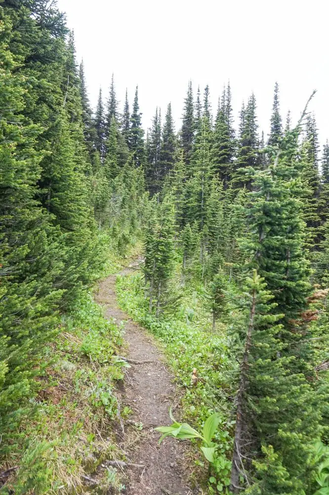 Sun Peaks, Kamloops wildflower hike